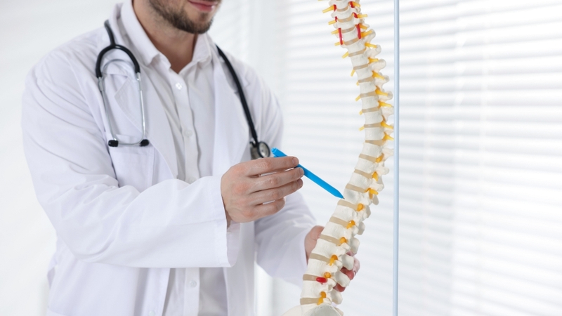 Đĩa đệm là các cấu trúc dạng đệm nằm giữa hai đốt sống liền kề