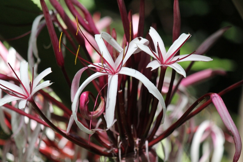 Trinh nữ hoàng cung giá bao nhiêu? Mua ở đâu uy tín-1