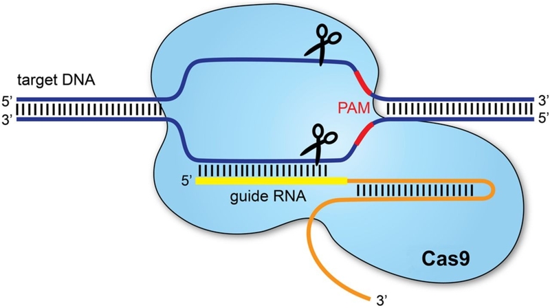 CRISPR-Cas9 hoạt động như thế nào và ứng dụng lâm sàng hiện nay 1