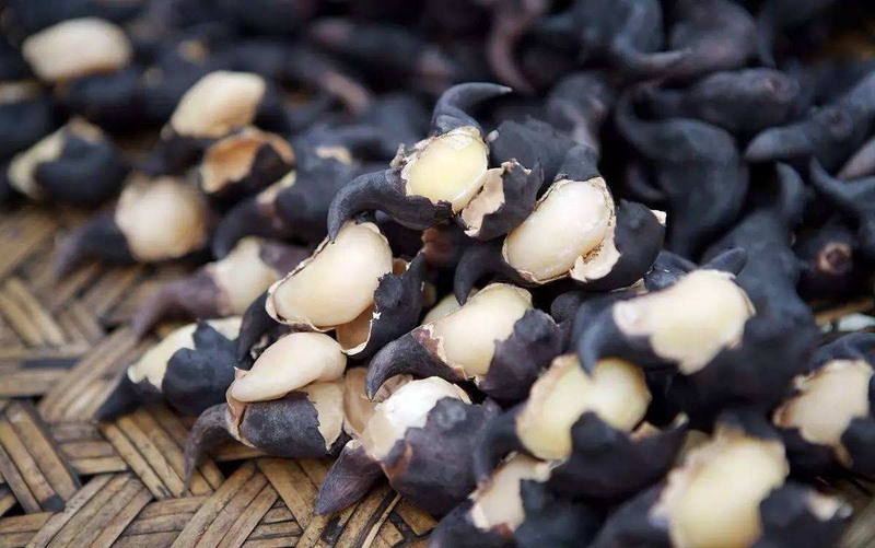 Củ ấu có tác dụng gì? Thành phần dinh dưỡng của củ ấu 2