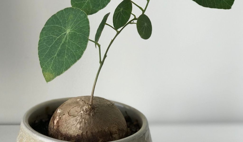 Củ bình vôi chữa bệnh gút có hiệu quả không? Cách sử dụng và lưu ý 2