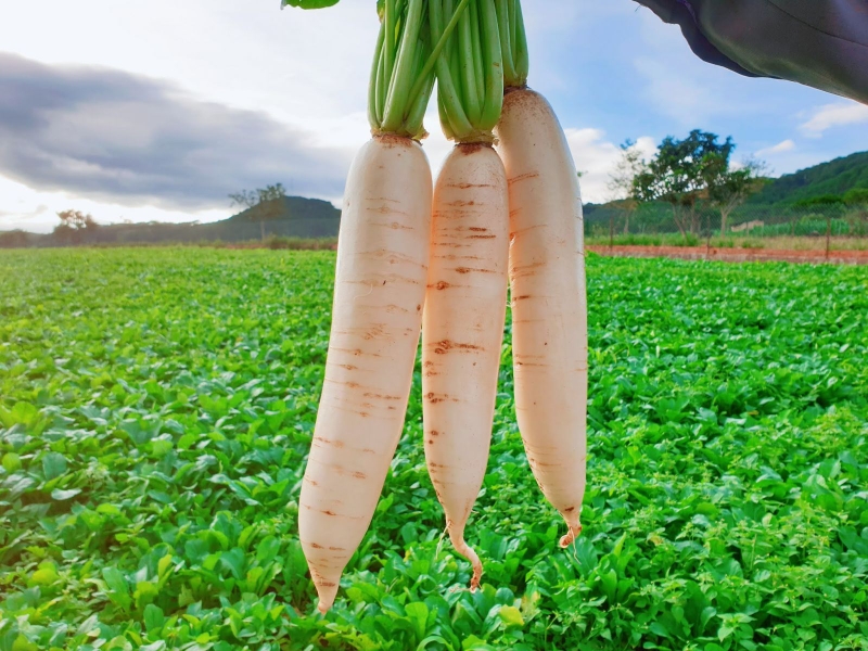 Củ cải trắng có tác dụng gì và những lưu ý khi ăn củ cải trắng 2