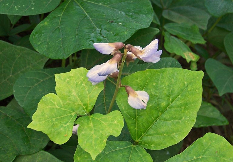 Củ đậu là gì? 8 công dụng của củ đậu đối với sức khỏe có thể bạn chưa biết 3