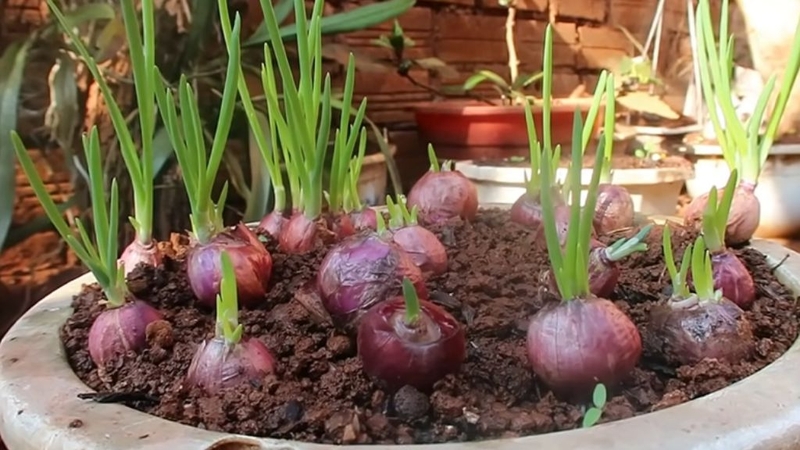 Củ hành hương: Tác dụng, lưu ý khi dùng! 4