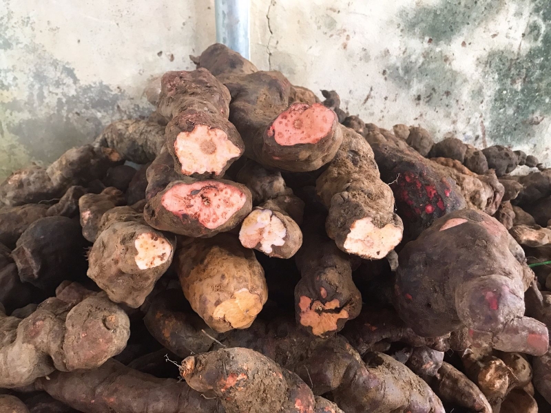 Củ khúc khắc có rất nhiều tác dụng tuyệt vời