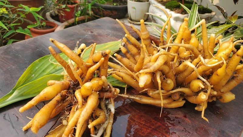 Củ ngải bún: Những công dụng ít người biết 1