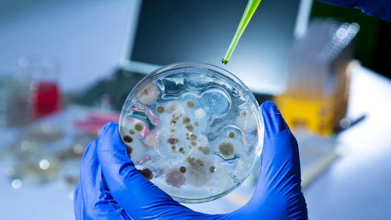 Củ sả: Dược liệu dễ tìm và đa công dụng 3