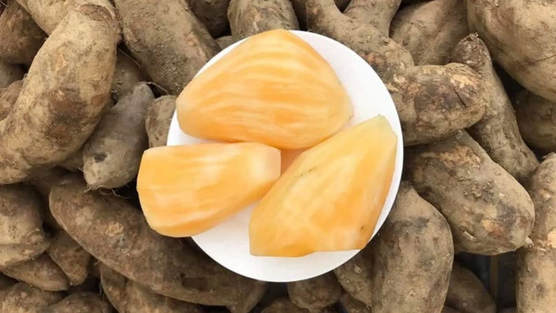 Củ sâm đất bà bầu ăn được không? Giải đáp khoa học và hướng dẫn an toàn 1