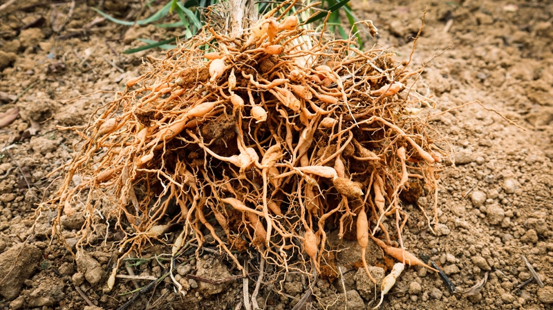 cu-toc-tien-co-tac-dung-gi-va-mot-so-thong-tin-can-biet 1.jpg