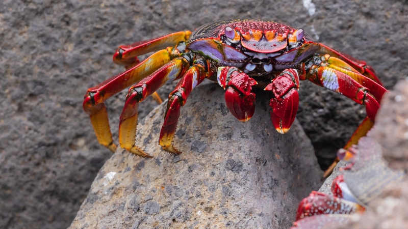 Cua đá biển có ăn được không? Những lưu ý khi ăn cua biển 1