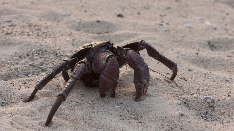 Cua dừa là cua gì? Giá trị dinh dưỡng của cua dừa với sức khỏe1