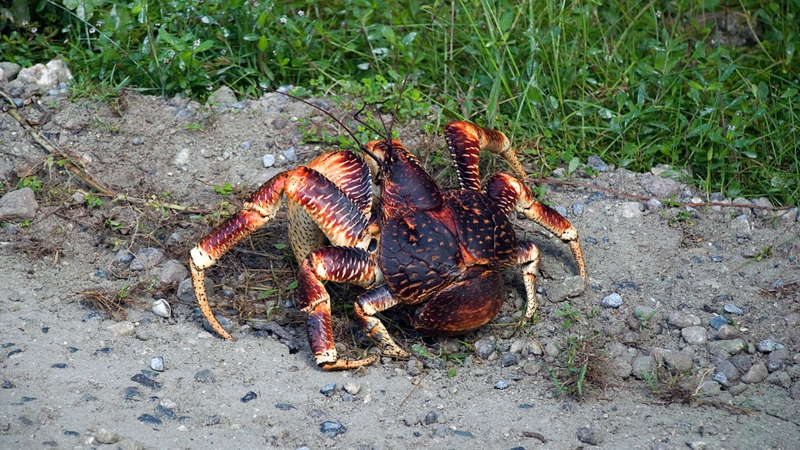 Cua dừa là cua gì? Giá trị dinh dưỡng của cua dừa với sức khỏe5