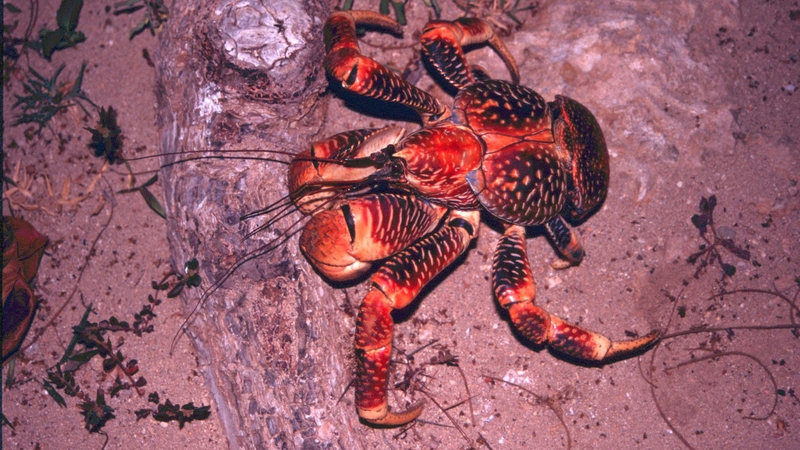 Cua dừa là cua gì? Giá trị dinh dưỡng của cua dừa với sức khỏe2