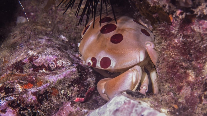 Cua mặt trăng: Giá trị dinh dưỡng và lợi ích sức khỏe 1