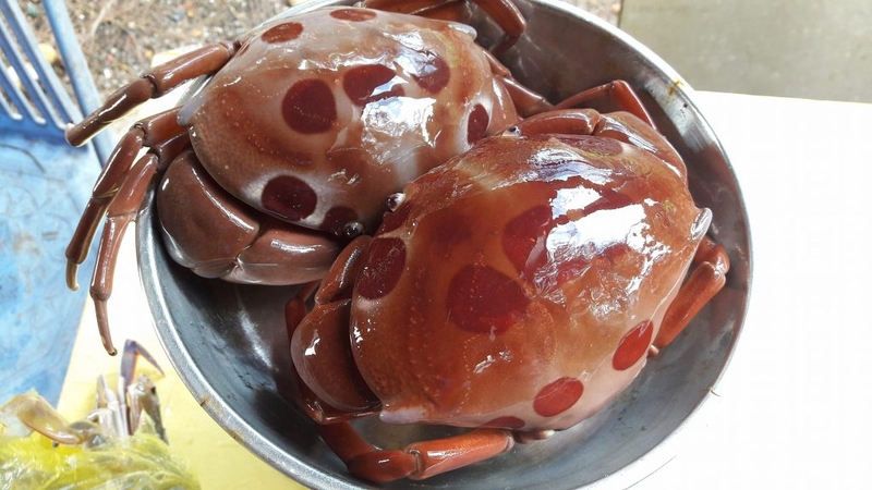 Cua mặt trăng: Giá trị dinh dưỡng và lợi ích sức khỏe 2