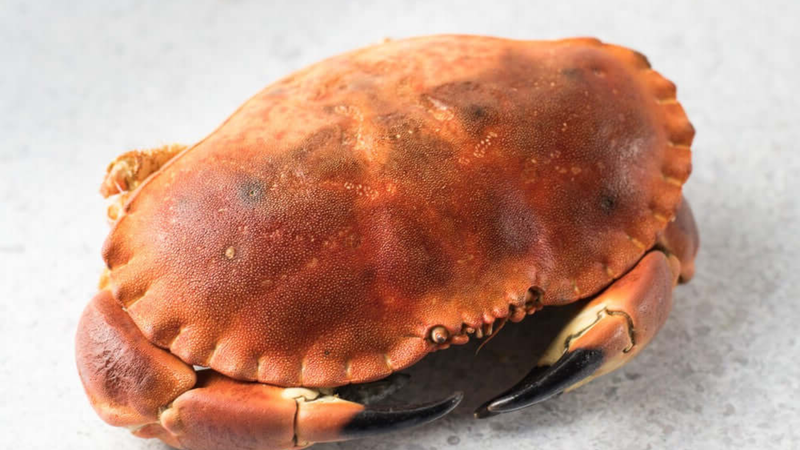 Cua nâu Na Uy: Giá trị dinh dưỡng và những điều cần lưu ý 1