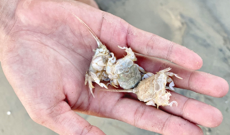 Cua rù rì giàu vitamin, có tác dụng hỗ trợ cải thiện, nâng cao hệ miễn dịch