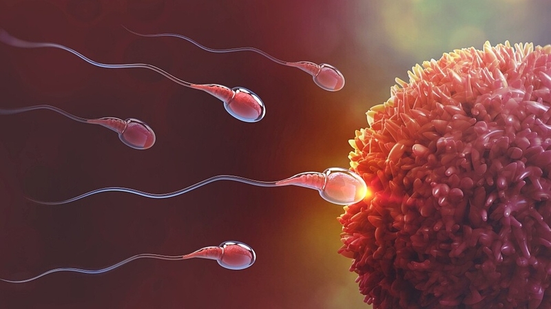 Cửa sổ làm tổ của phôi: Thời điểm vàng để tăng cơ hội thụ thai thành công 1