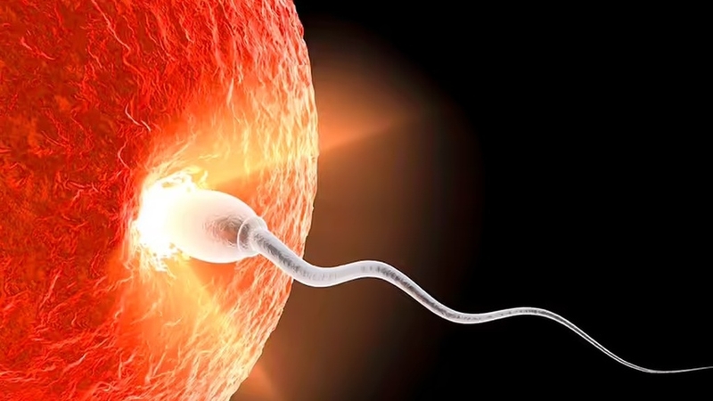 Cửa sổ làm tổ của phôi: Thời điểm vàng để tăng cơ hội thụ thai thành công 2