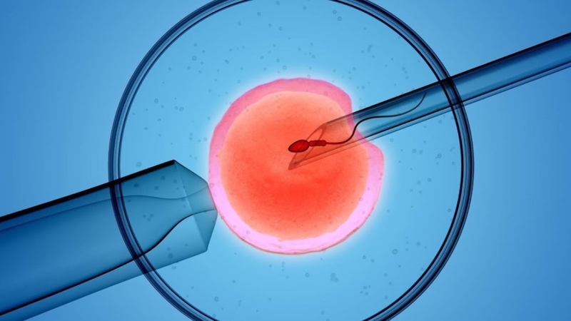 Cửa sổ làm tổ của phôi: Thời điểm vàng để tăng cơ hội thụ thai thành công 4