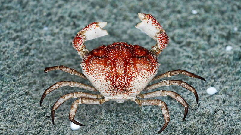 Cua Tasmania (tên khoa học: Pseudocarcinus gigas), còn được gọi là cua khổng lồ Úc