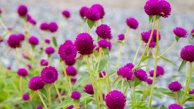 Cúc bách nhật là loại hoa gì?