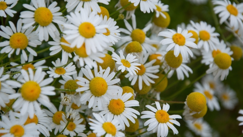 Cúc la mã là thảo dược họ Cúc, nổi bật với tác dụng thư giãn và chống viêm