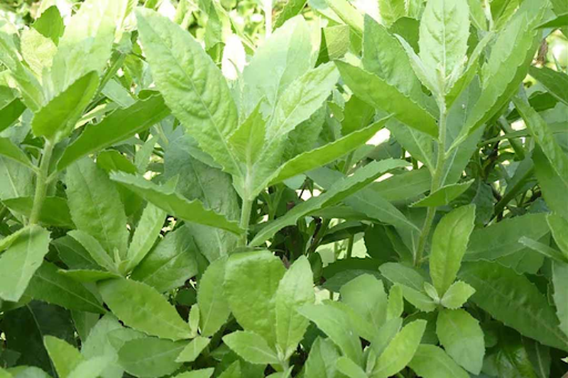 Cúc tần chữa bệnh trĩ có hiệu quả hay không? 1