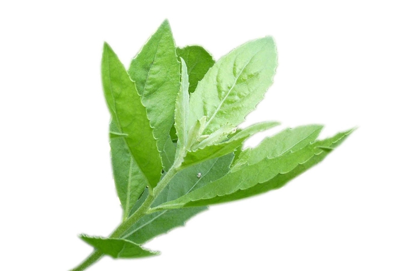 Cúc tần chữa bệnh trĩ có hiệu quả hay không?