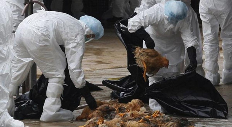 Cúm A lây lan qua các giọt bắn nhỏ từ mũi hoặc họng của người bị nhiễm bệnh