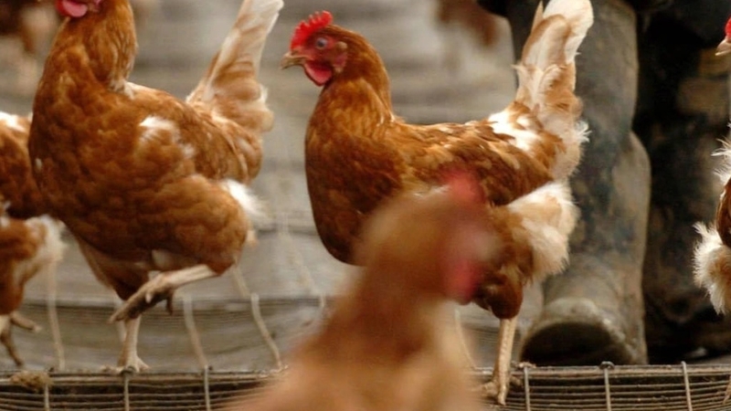 Cúm A/H5N1 và tất tần tật những gì bạn cần biết2