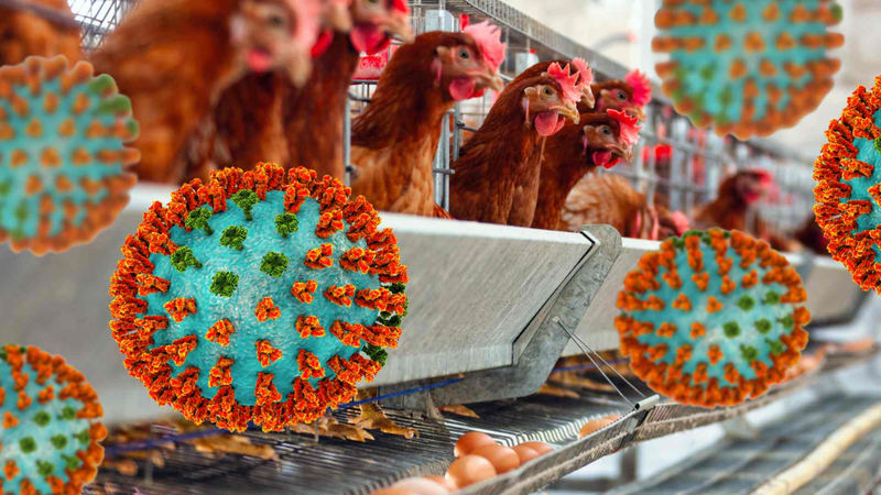 Cúm A/H9 là gì? Nguyên nhân, triệu chứng và cách điều trị 5