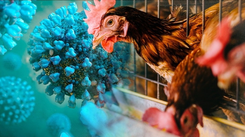 Cúm gà: Nguyên nhân, triệu chứng và cách phòng ngừa hiệu quả1