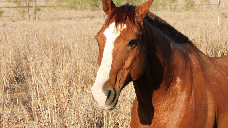 Cúm gia cầm H5N1 lây lan sang ngựa, làm dấy lên lo ngại về các chủng vi rút mới 2
