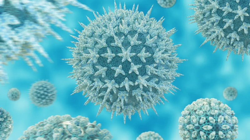 Cúm H3N8 là gì? Những điều cần biết về virus cúm H3N8 ở người 4.png