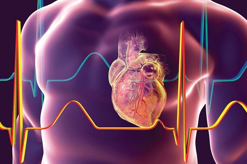 Cung lượng tim là gì? Các yếu tố ảnh hưởng đến cung lượng tim 3