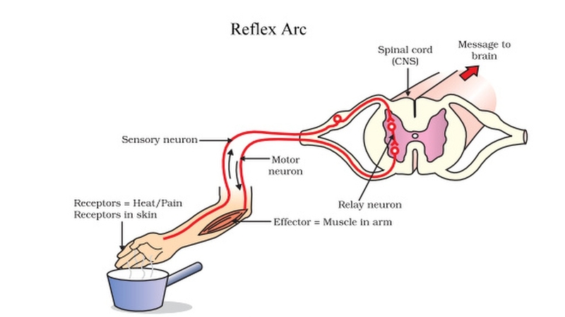 Cung phản xạ là gì? Ví dụ và ứng dụng của cung phản xạ trong cuộc sống 1