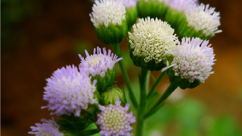 Cây cứt lợn (Cỏ hôi): Một loại cây có công dụng điều trị rối loạn kinh nguyệt 1