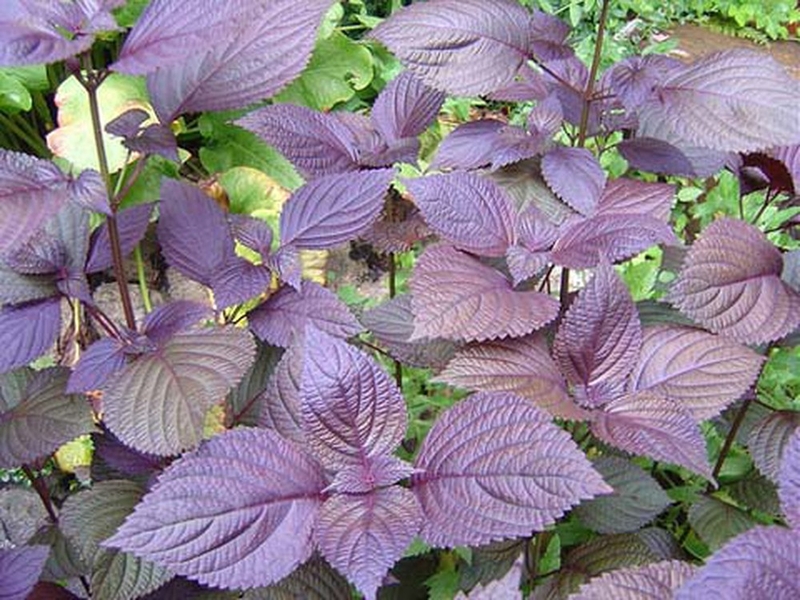 bat-mi-7-loi-ich-tuyet-voi-cua-la-tia-to-dat-doi-voi-suc-khoe-tre-nho-1