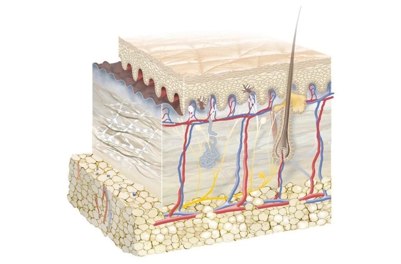 Da có cấu tạo như thế nào? Chức năng của da đối với cơ thể là gì? 4