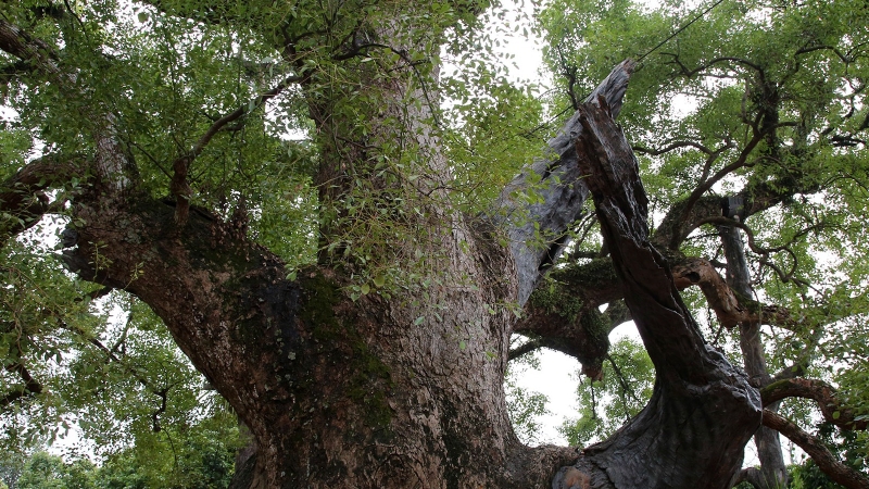 Cây dã hương: Loài thảo dược với nhiều công dụng đáng ngờ 1.jpg