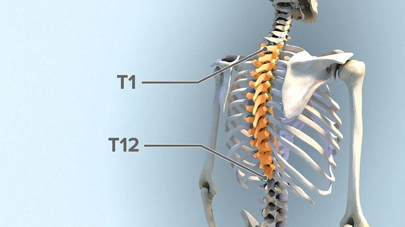 Đặc điểm của các đốt sống ngực và chức năng 1