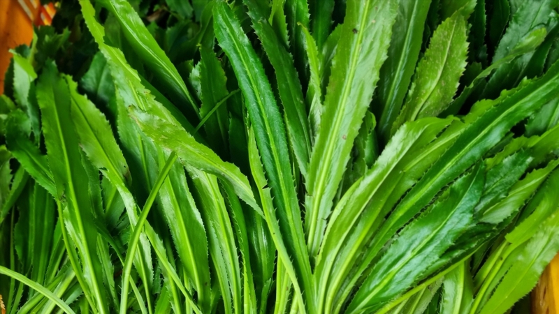 Ngò gai thường được dùng như rau gia vị nên chỉ cần sử dụng với lượng vừa đủ