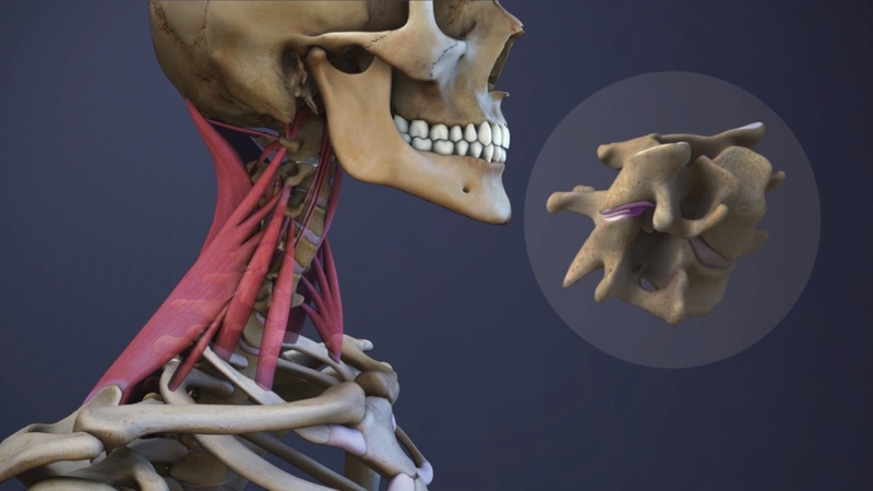 Đặc điểm đốt sống cổ và tất tần tật những thông tin liên quan 1