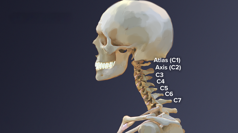 Đặc điểm đốt sống cổ và tất tần tật những thông tin liên quan 3