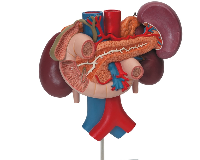 Đặc điểm giải phẫu tụy 2