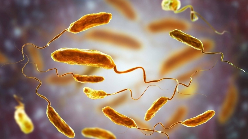 dac-diem-vi-khuan-ta-vibrio-cholerae-lam-the-nao-de-phong-tranh 1