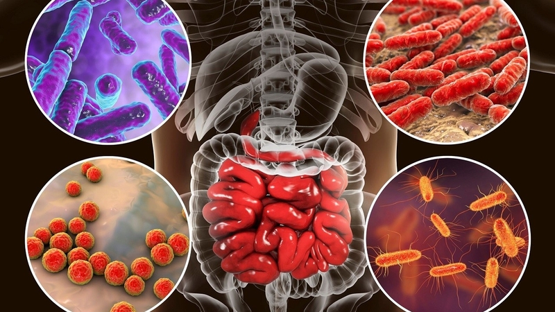 dac-diem-vi-khuan-ta-vibrio-cholerae-lam-the-nao-de-phong-tranh 2