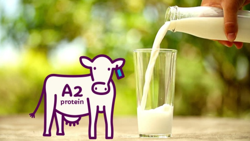 Đạm a2 là gì? Sữa đạm A2 có tốt không? 2