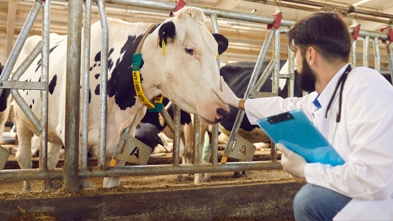 Đạm a2 là gì? Sữa đạm A2 có tốt không? 4